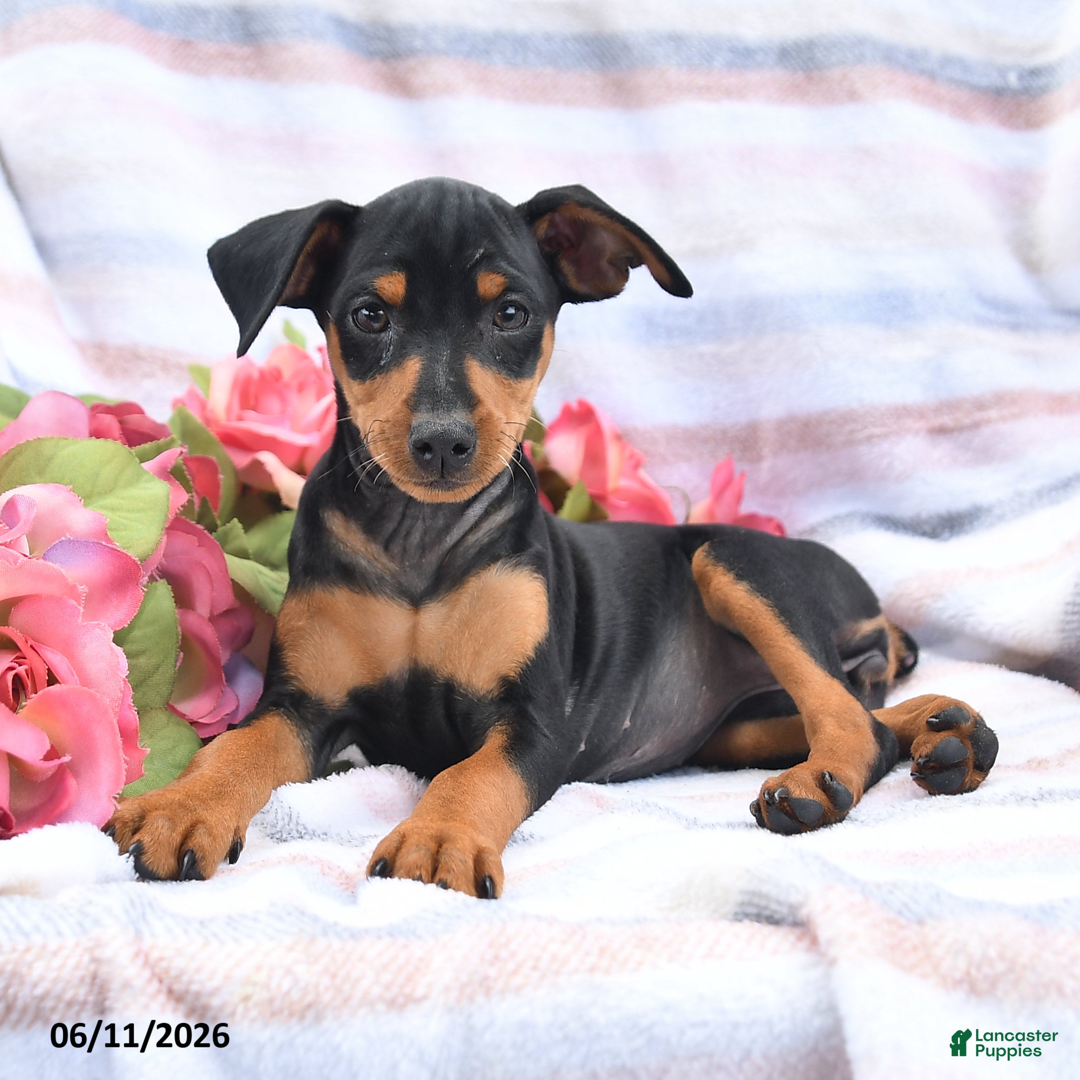 Miniature Pinscher dogs Cuddles - Ad 1