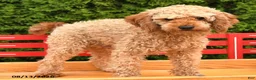 Miniature Poodle dogs for sale: Britney - Ad 6