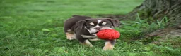 Beabull dogs for sale: Piper - Ad 3
