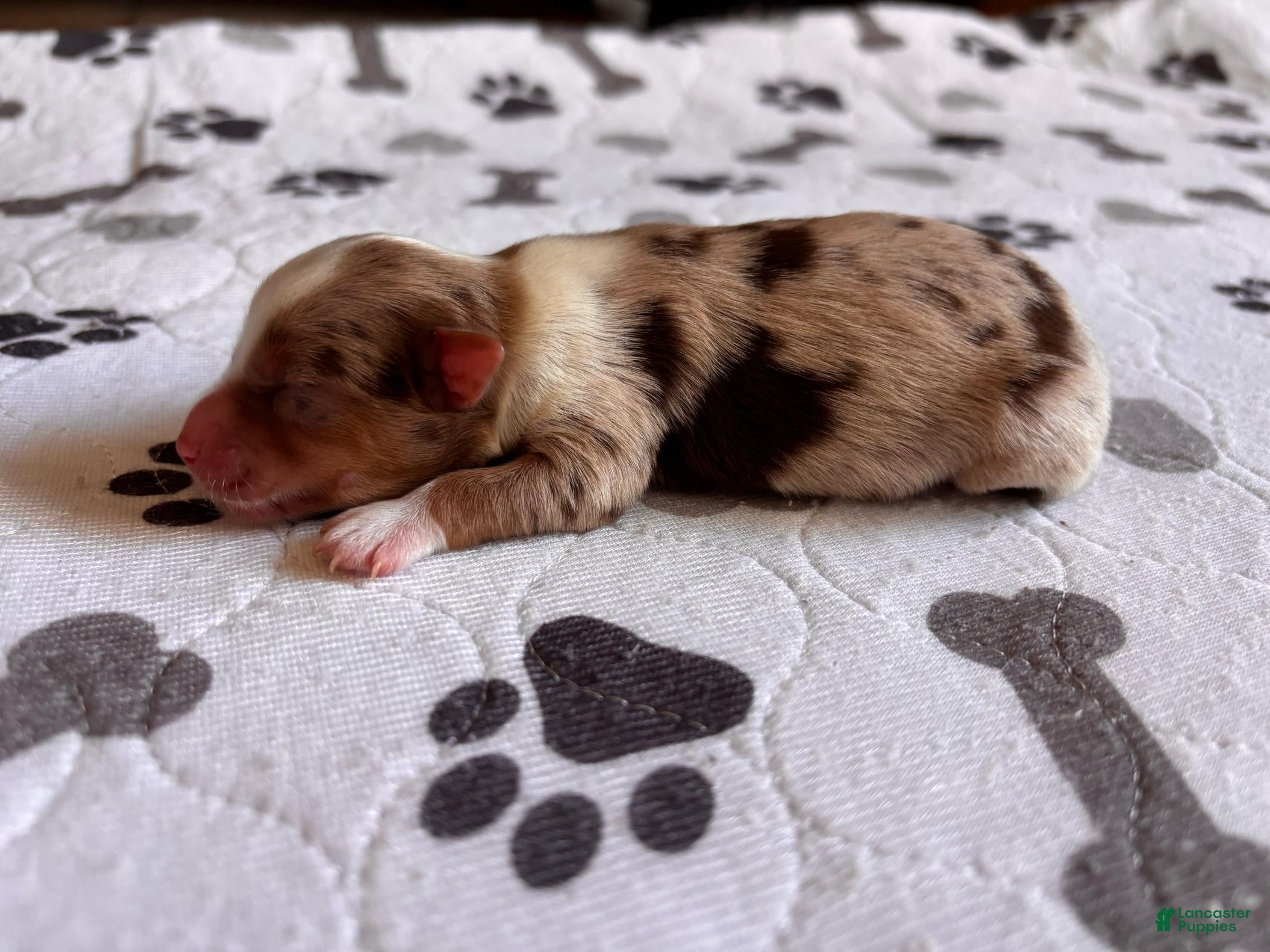 Miniature Schnauzer dogs for sale: Miniature Schnauzer 2 - Ad 3