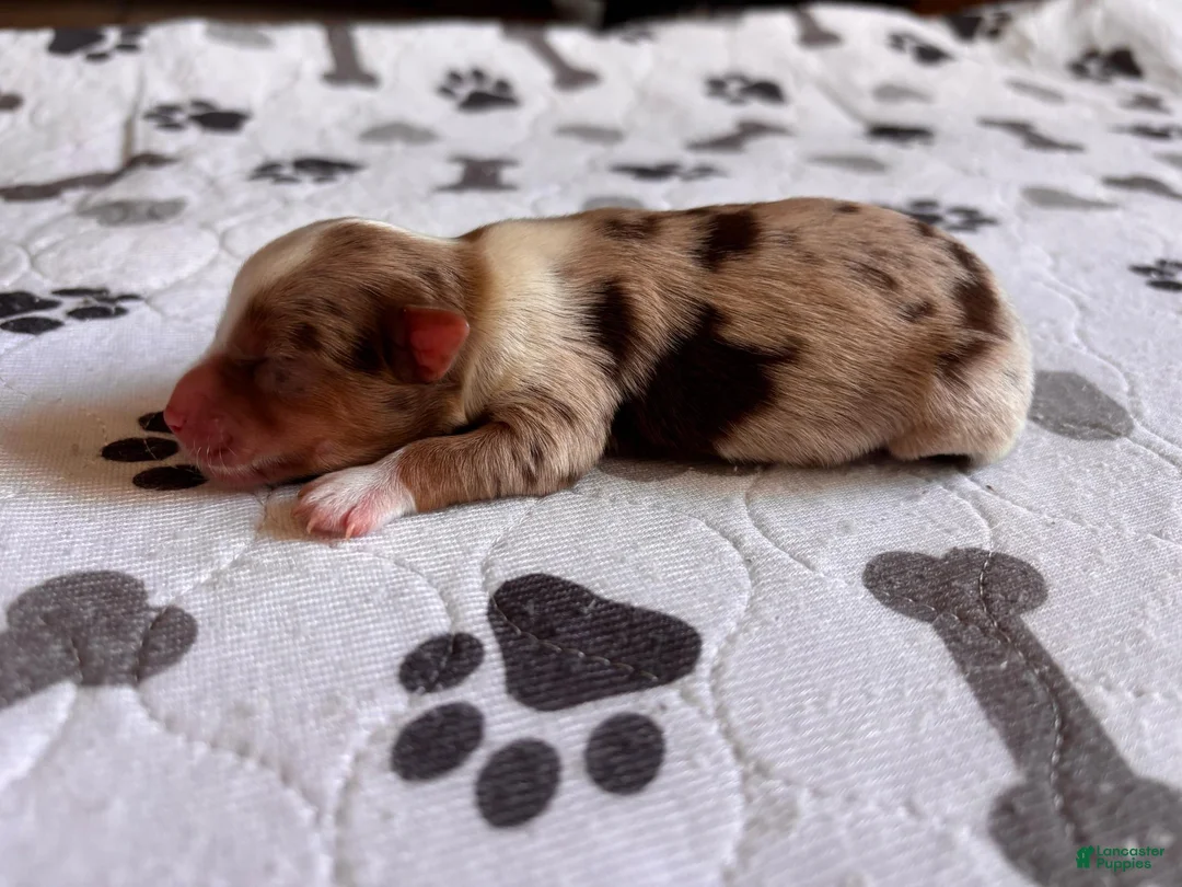 Miniature Schnauzer dogs for sale: Miniature Schnauzer 2 - Ad 1