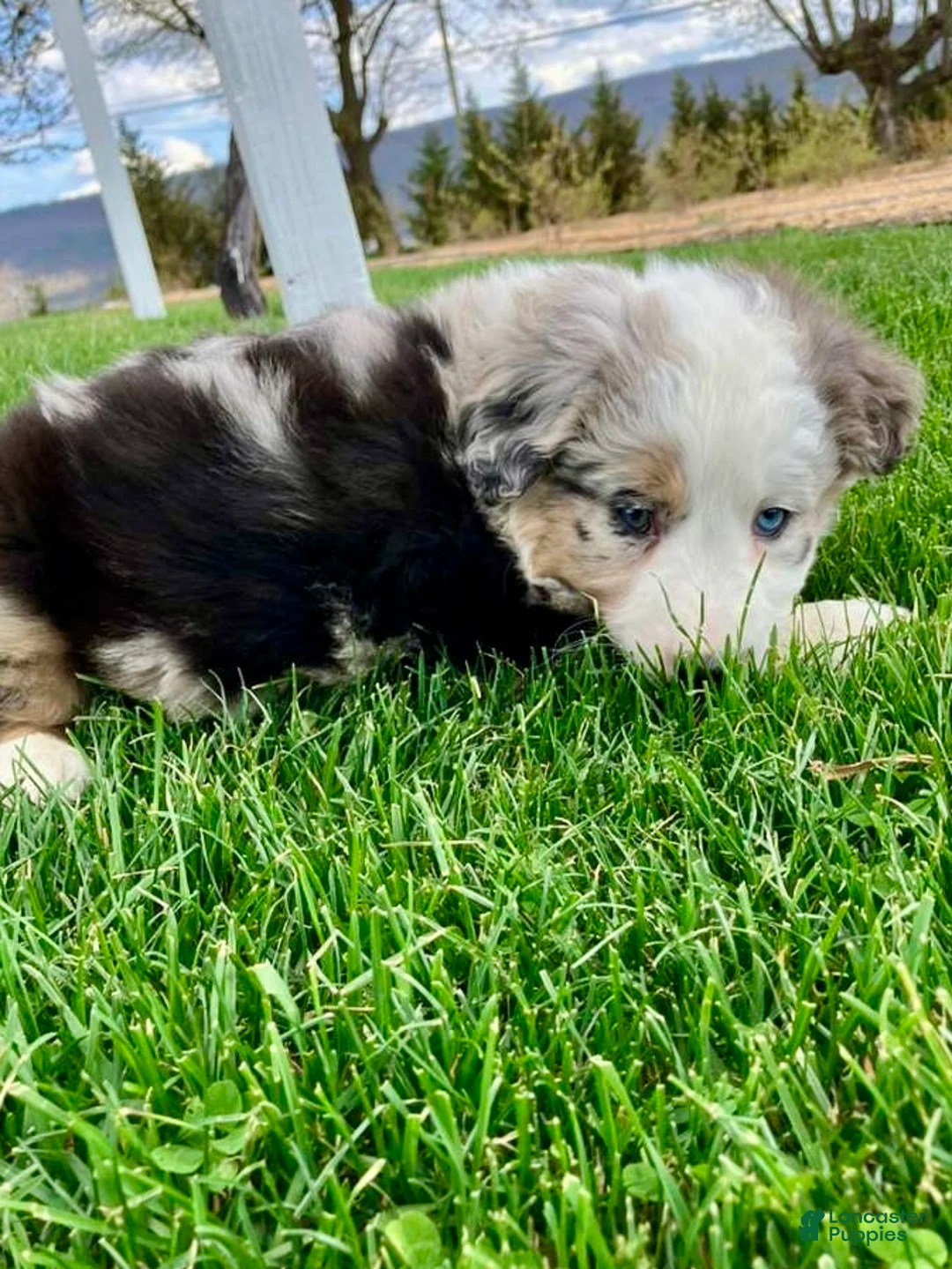 Miniature Australian Shepherd dogs for sale: Charlie - Ad 8