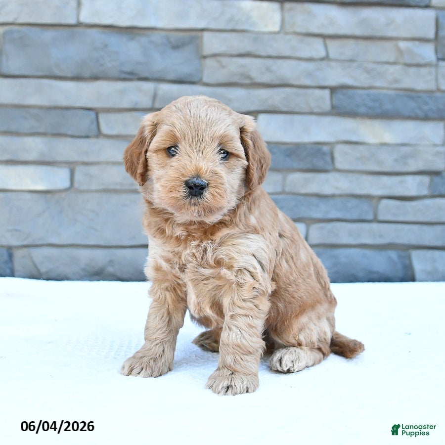Cockapoo dogs Royal - Ad 1