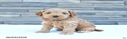 Cockapoo dogs for sale: Royal - Ad 1