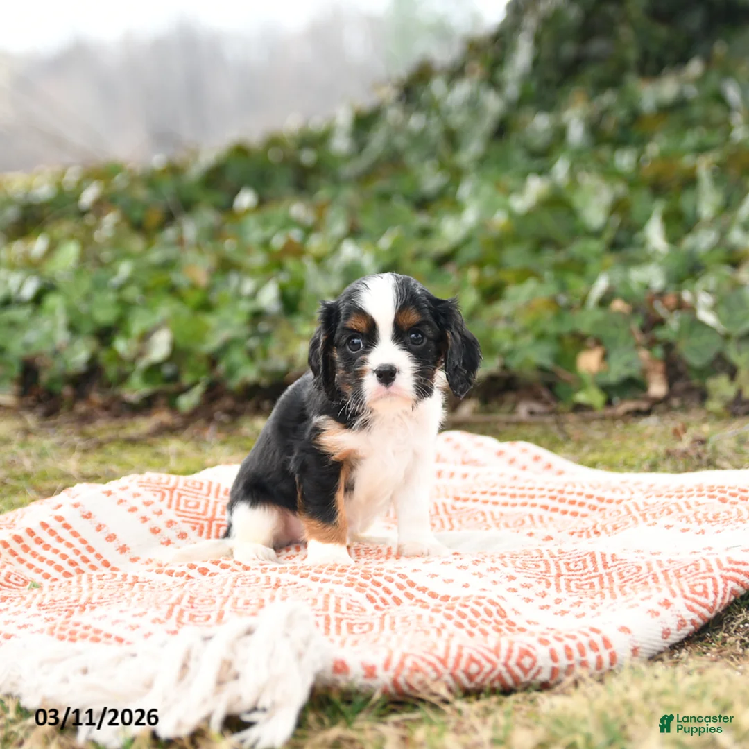 Cavalier King Charles Spaniel dogs for sale: Charmer - Ad 1