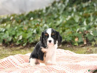 Cavalier King Charles Spaniel dogs for sale: Charmer - Ad 2