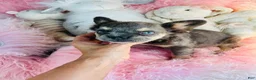French Bulldog dogs for sale: French Bulldog 1 - Ad 3