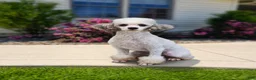 Miniature Poodle dogs for sale: Candy - Ad 5