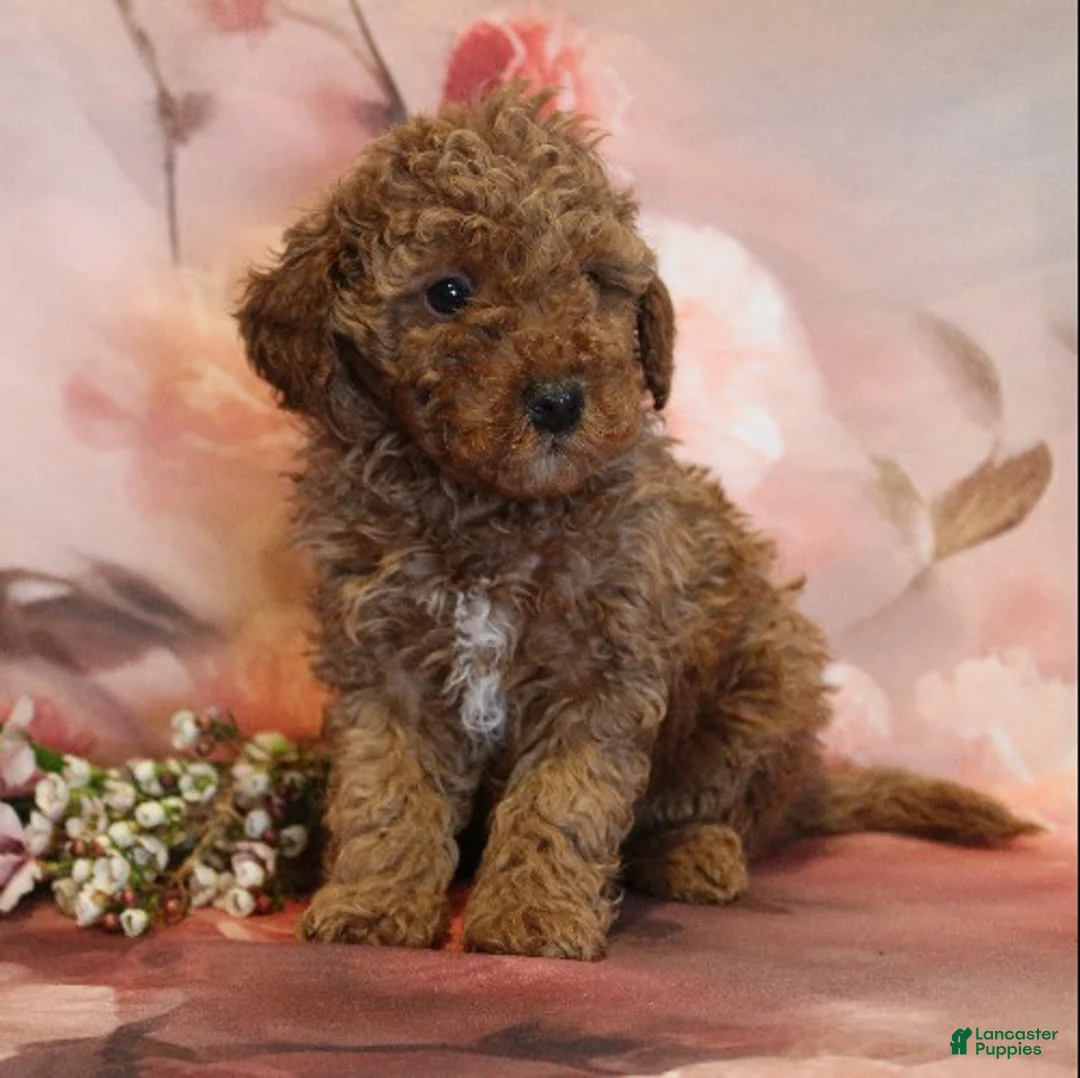 Toy Poodle dogs for sale: Nate - Ad 2