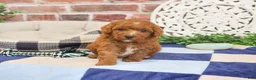 Cavapoo dogs for sale: Strudel - Ad 2