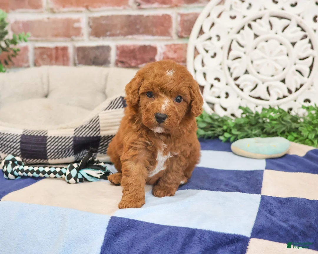 Cavapoo dogs for sale: Strudel - Ad 2