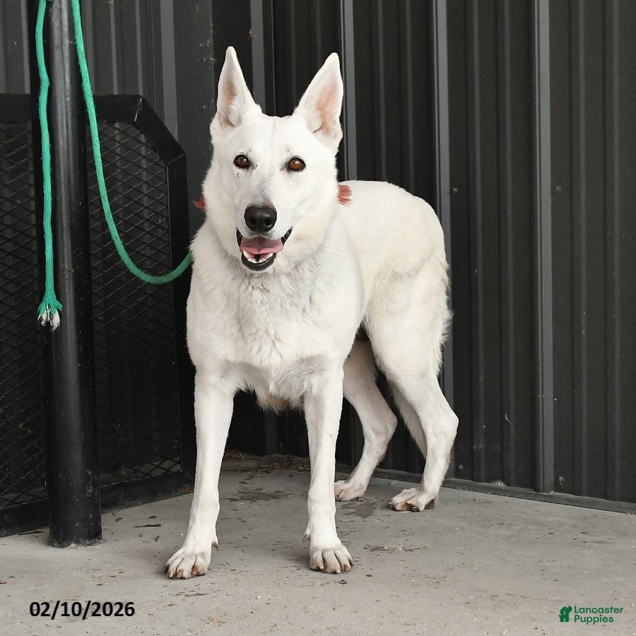 German Shepherd dogs Rosie - Ad 1