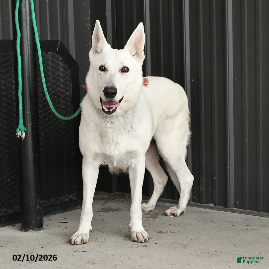 German Shepherd dogs for sale: Rosie - Ad 1