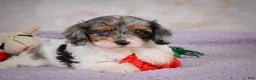 Cavapoo dogs for sale: Molly - Ad 8