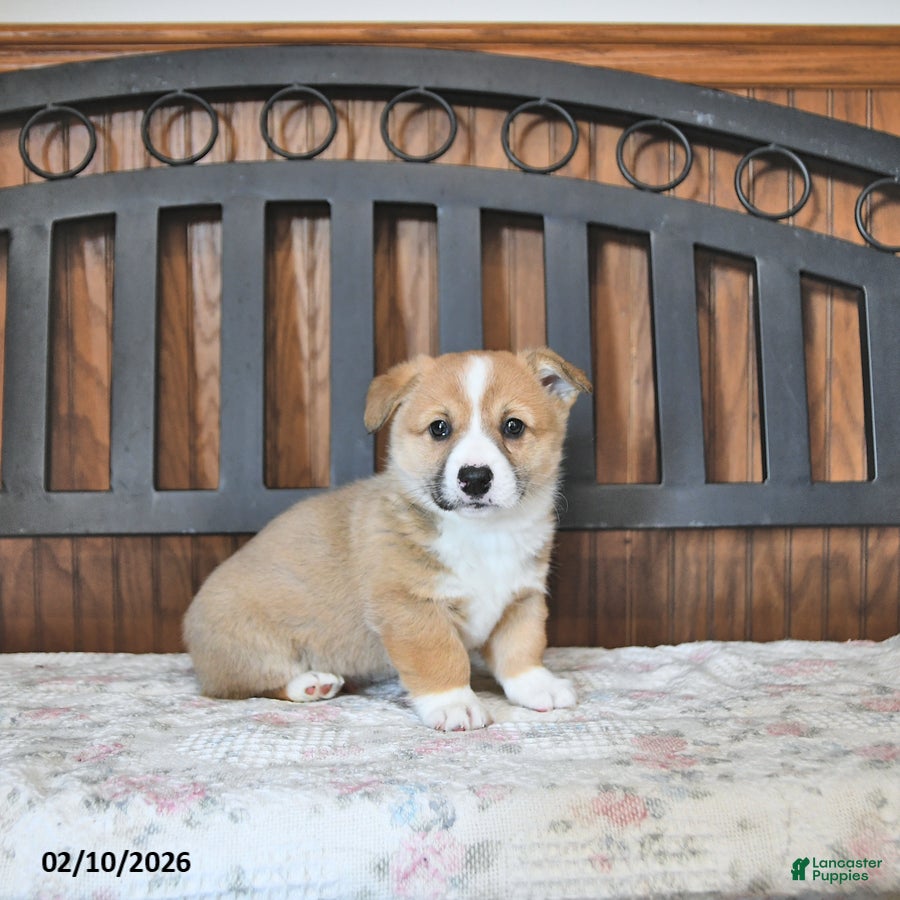 Welsh Corgi Pembroke dogs Tot  - Ad 2