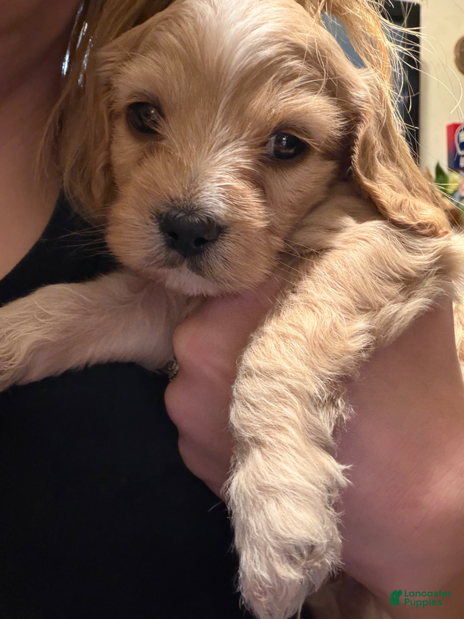 Cockapoo dogs for sale: Cockapoo Puppy 2 - Ad 1