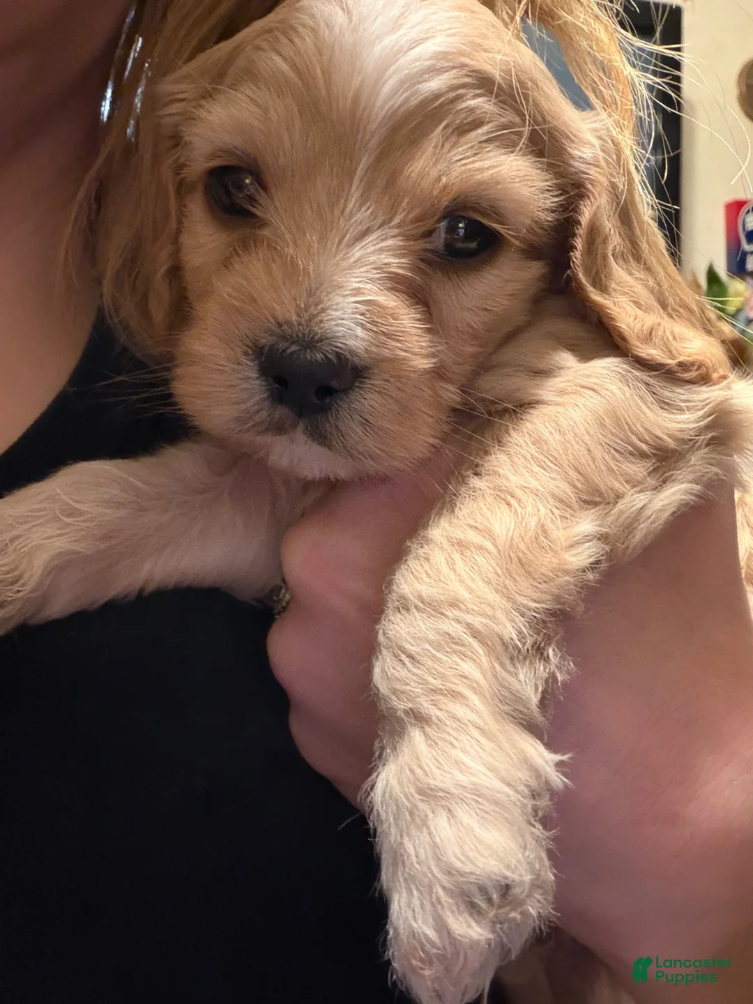 Cockapoo dogs for sale: Cockapoo Puppy 2 - Ad 1