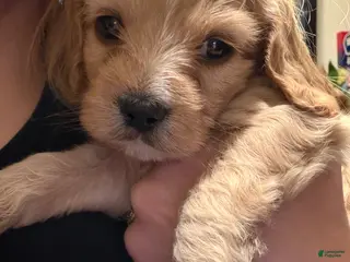 Cockapoo dogs for sale: Cockapoo Puppy 2 - Ad 1