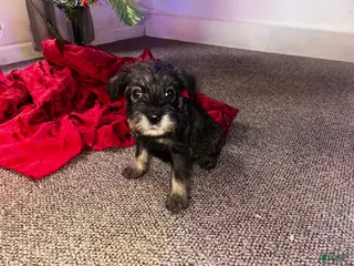 Standard Schnauzer dogs Tiny - Ad 5