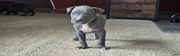 American Pit Bull Terrier dogs for sale: Blue Nose Pitbull Thor - Ad 3