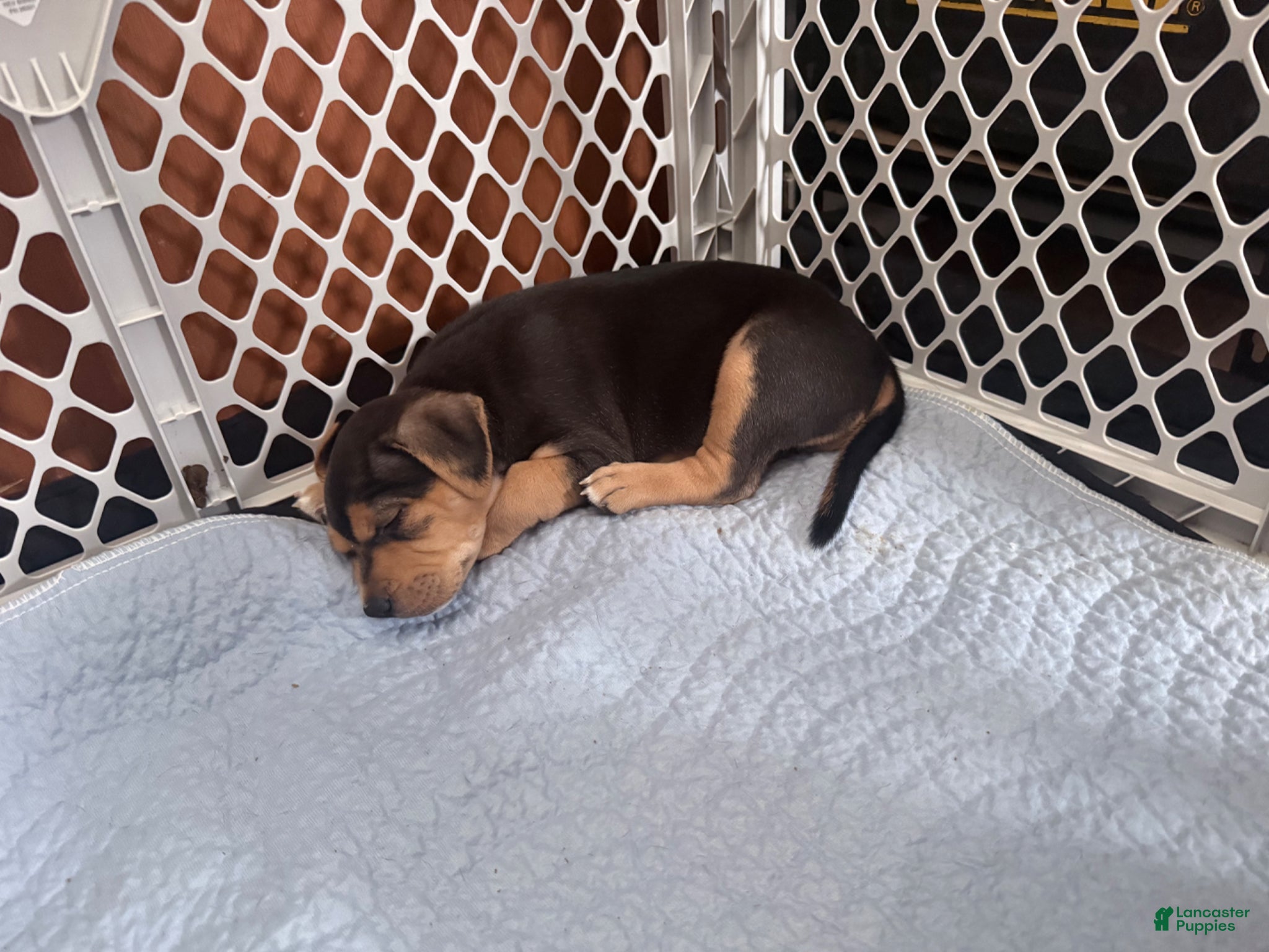 American Bully dogs for sale: American Bully Puppy 3 Nova - Ad 3