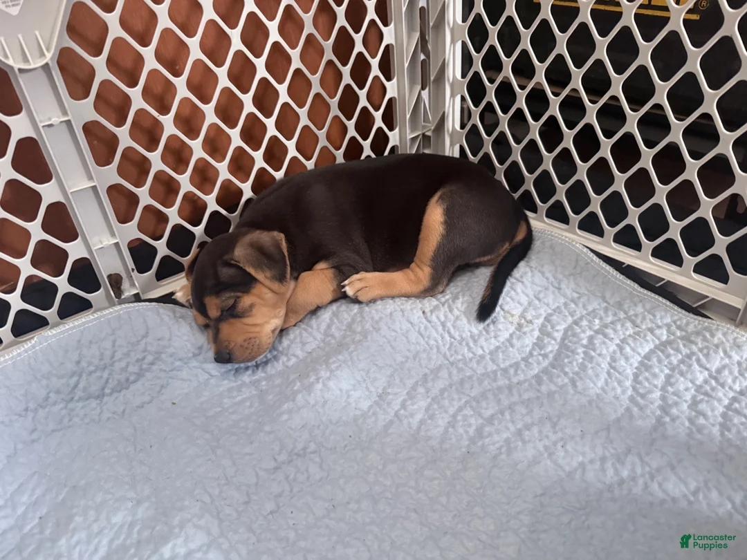 American Bully dogs for sale: American Bully Puppy 3 Nova - Ad 1