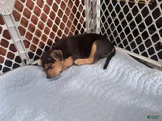 American Bully dogs for sale: American Bully Puppy 3 Nova - Ad 3