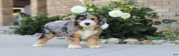 Mini Bernedoodle dogs for sale: Hunter - Ad 4