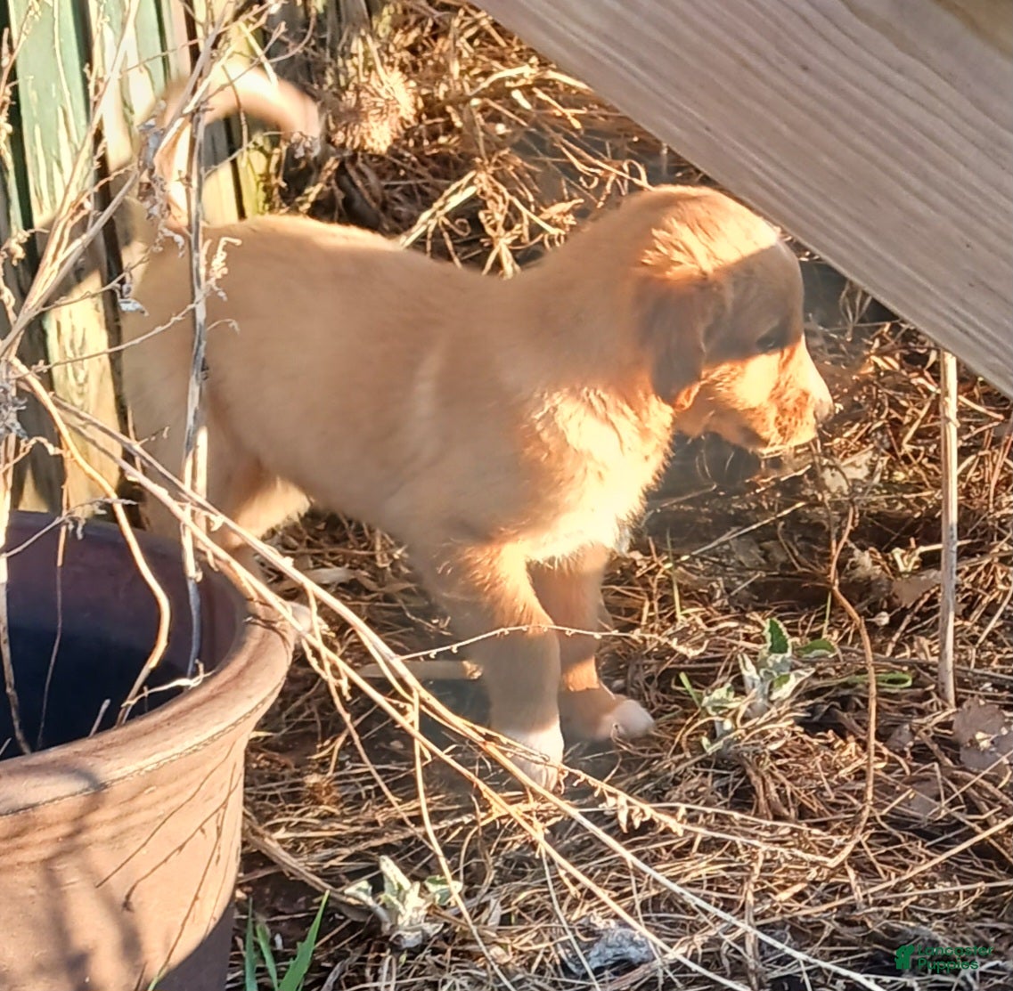 Mixed Breed dogs Mixed Breed Puppy 2 Vincent  - Ad 2