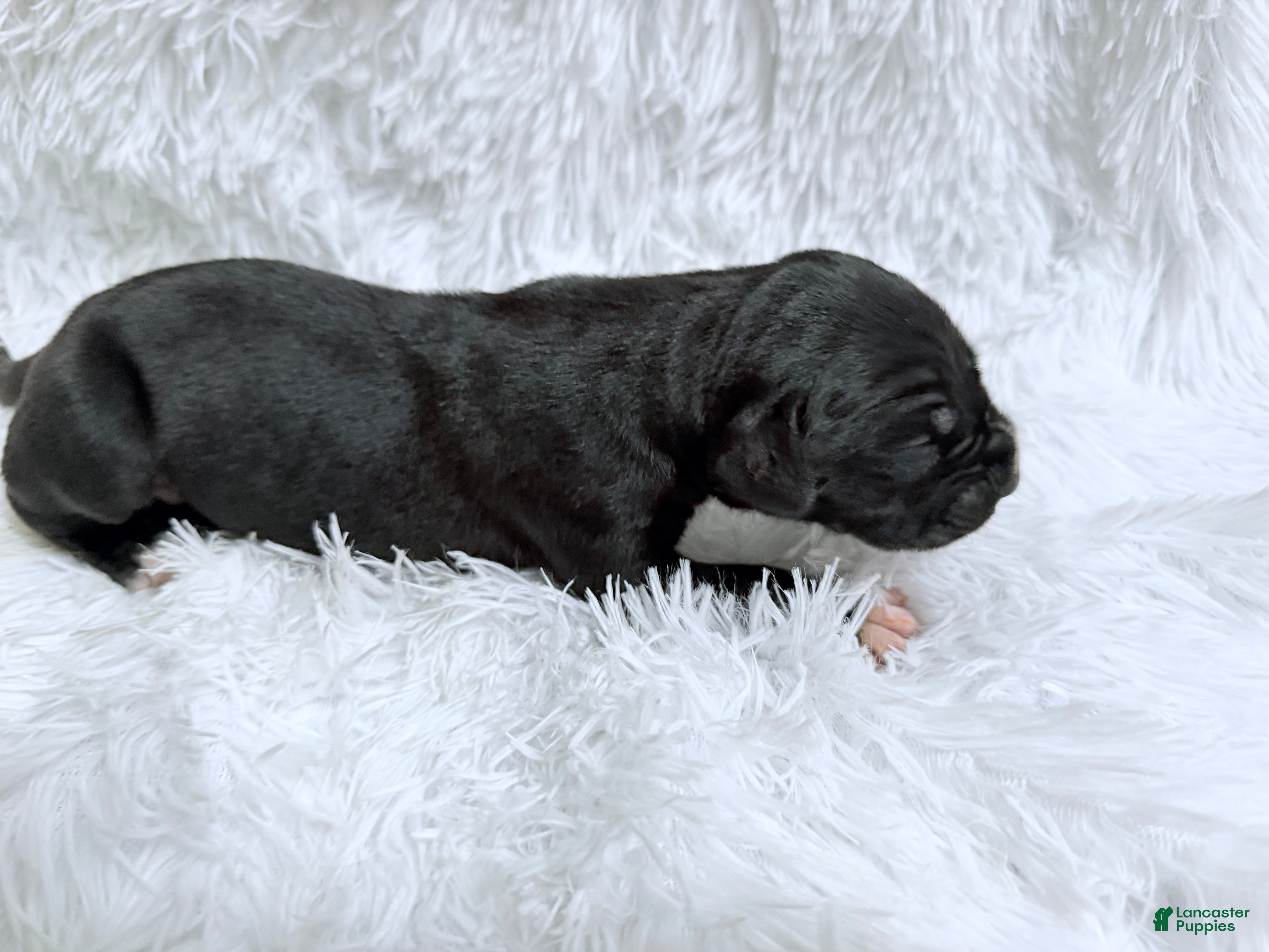 Great Dane dogs Whiskey - Ad 1