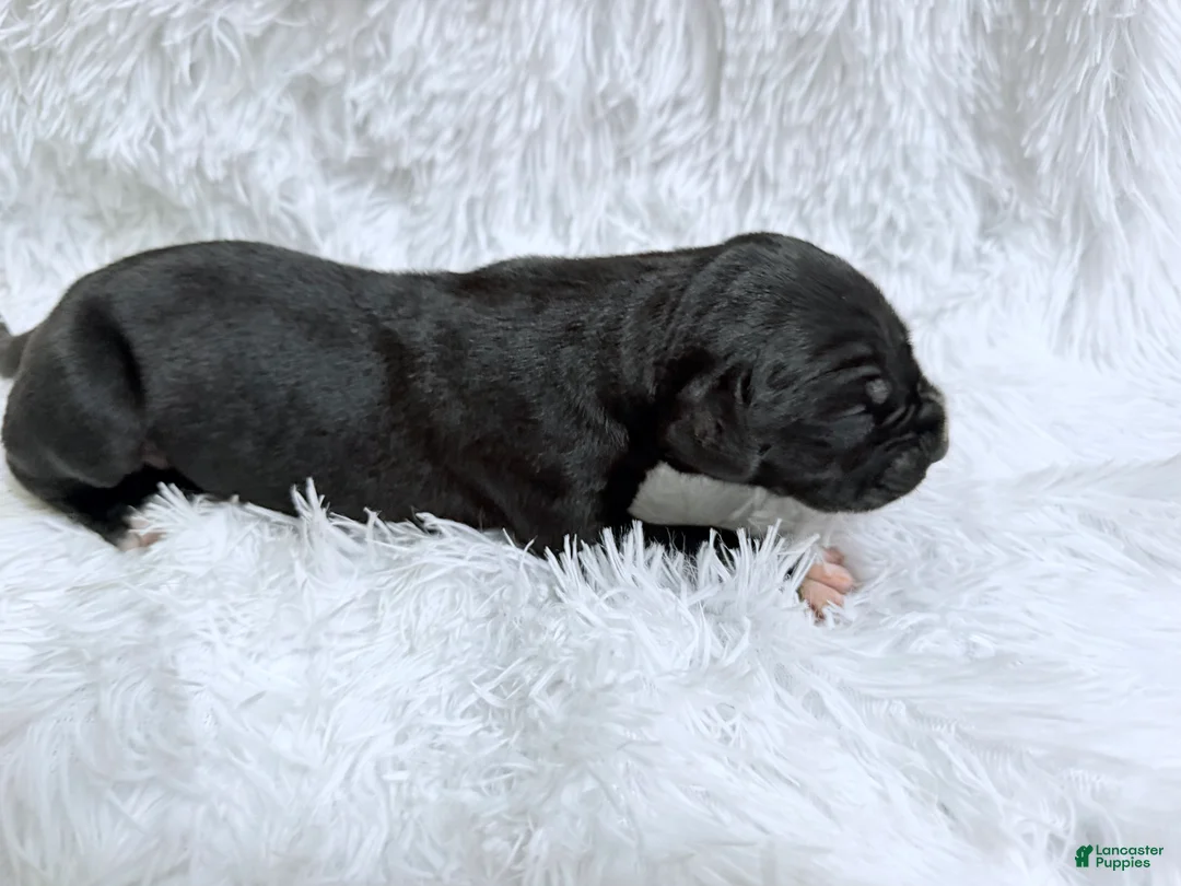 Great Dane dogs for sale: Whiskey - Ad 1