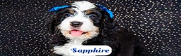 Bernedoodle dogs for sale: Sapphire - Ad 3
