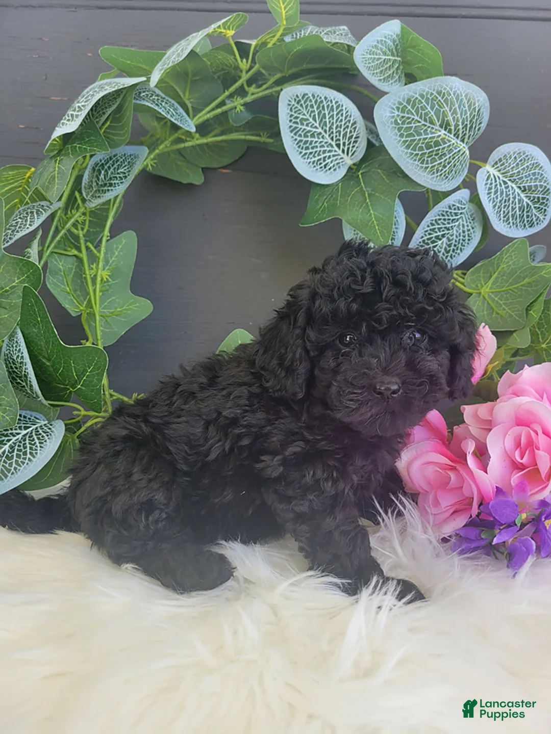 Bichpoo dogs for sale: Mr Jack - Ad 1