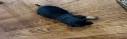 Dachshund dogs for sale: Dachshund Puppy 3 - Ad 2