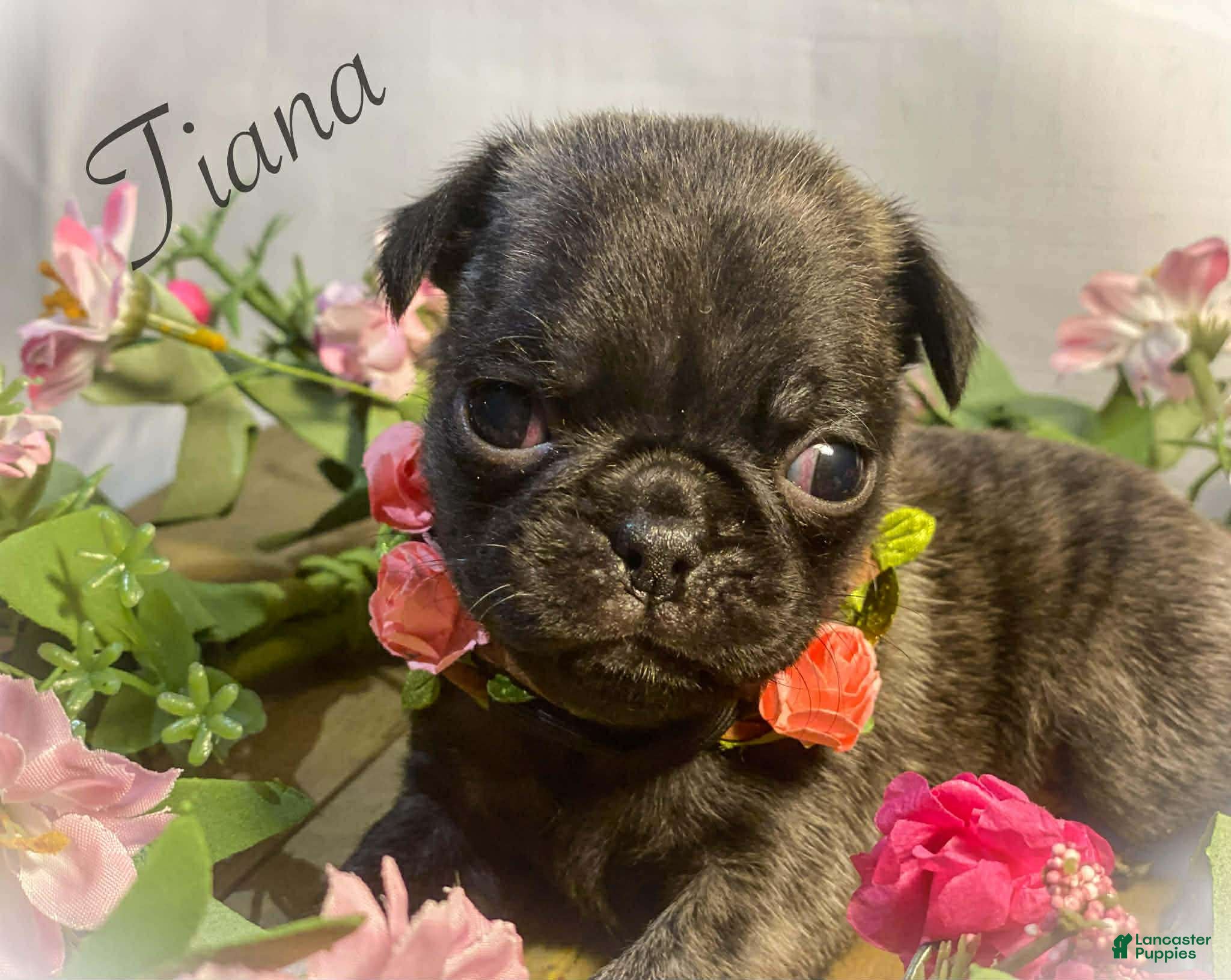 Pug dogs Tiana - Ad 2