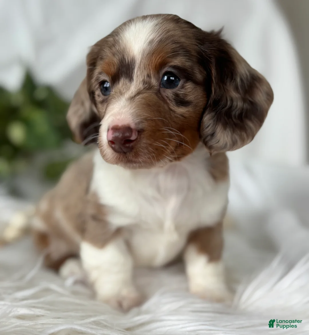 Miniature Dachshund dogs for sale: Special Baby Miniature Dachshund  - Ad 1