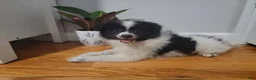 Pomeranian dogs for sale: Oreo - Ad 4