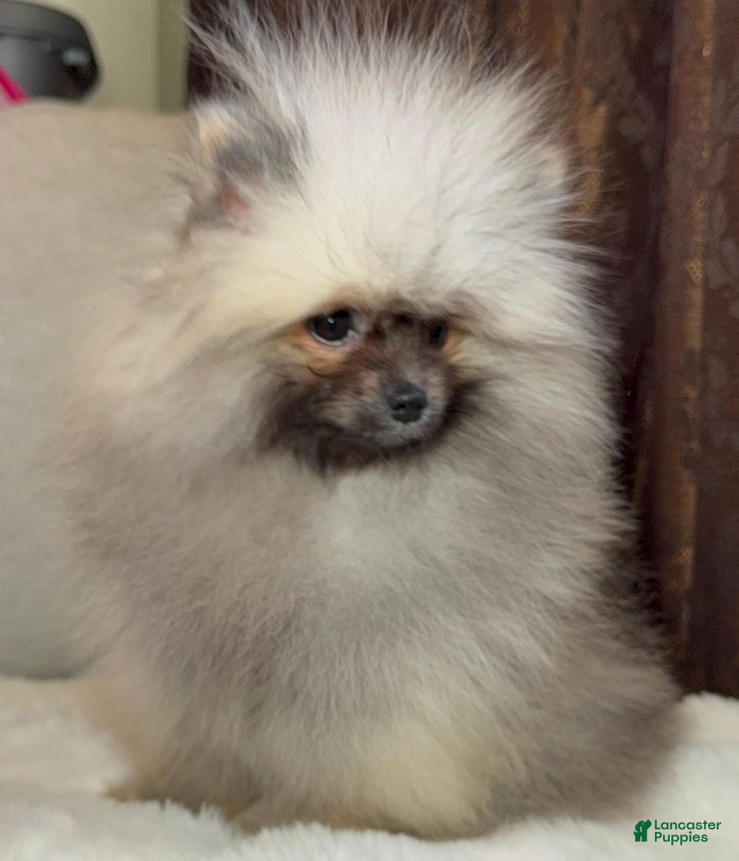 Pomeranian dogs for sale: Pomeranian Puppy victoria  - Ad 5