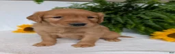 Golden Retriever dogs for sale: Dug  - Ad 6