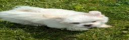 Malshi dogs for sale: Sherpa  - Ad 11