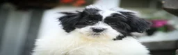 Havanese dogs for sale: Ivan Havanese Puppy  - Ad 7
