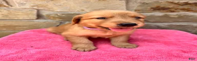 Golden Retriever 6