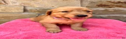 Golden Retriever dogs for sale: Golden Retriever 6 - Ad 1