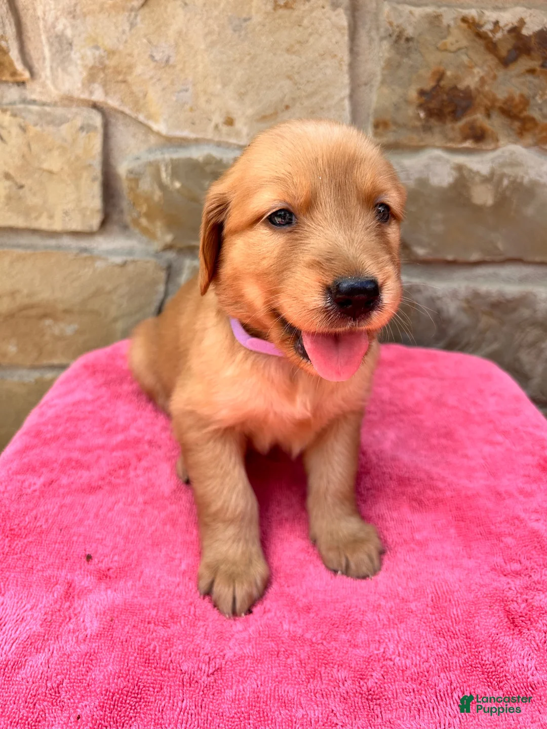 Golden Retriever dogs for sale: Golden Retriever 6 - Ad 1