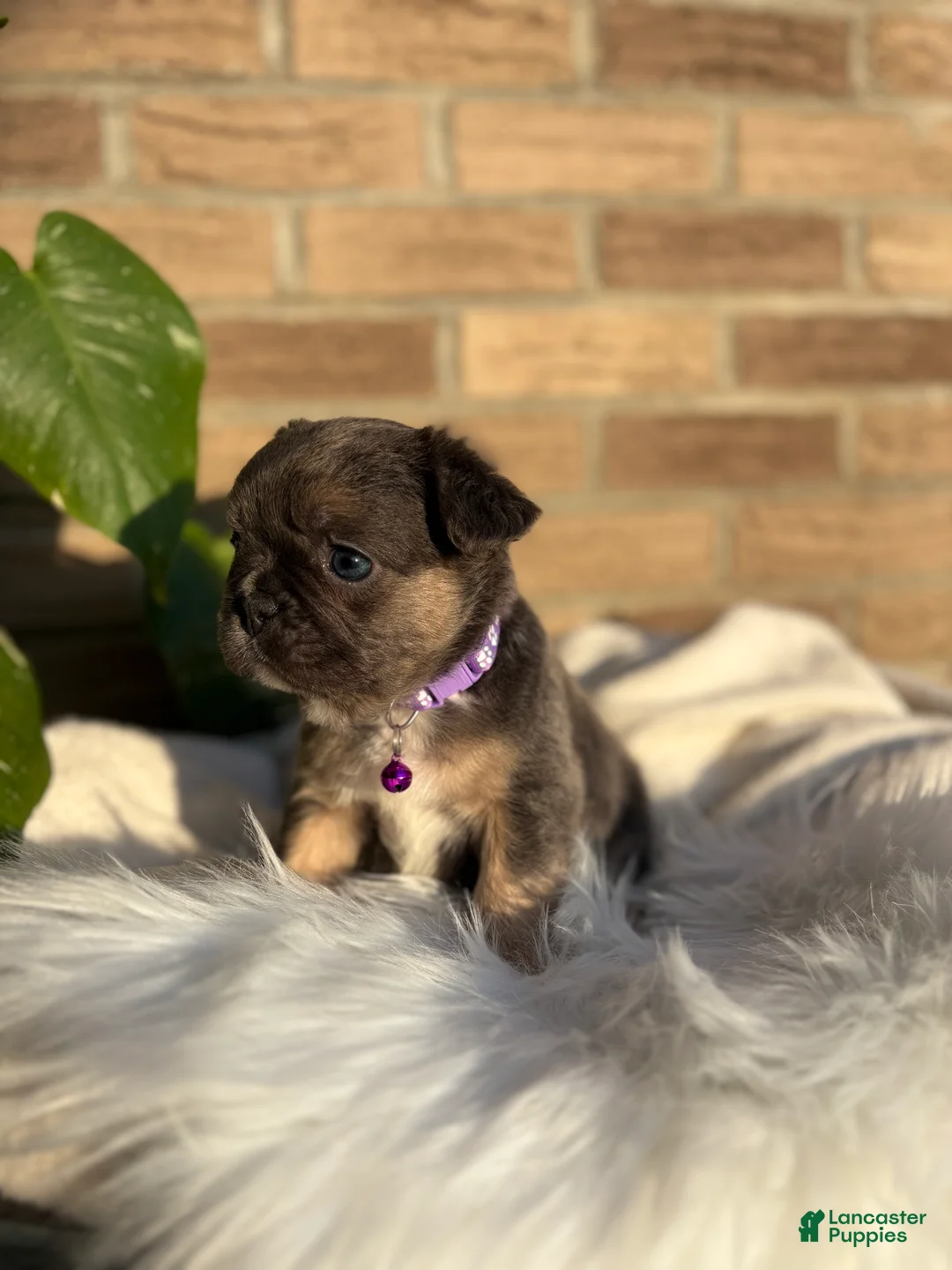 French Bulldog dogs for sale: French Bulldog Puppy 5 - Ad 2
