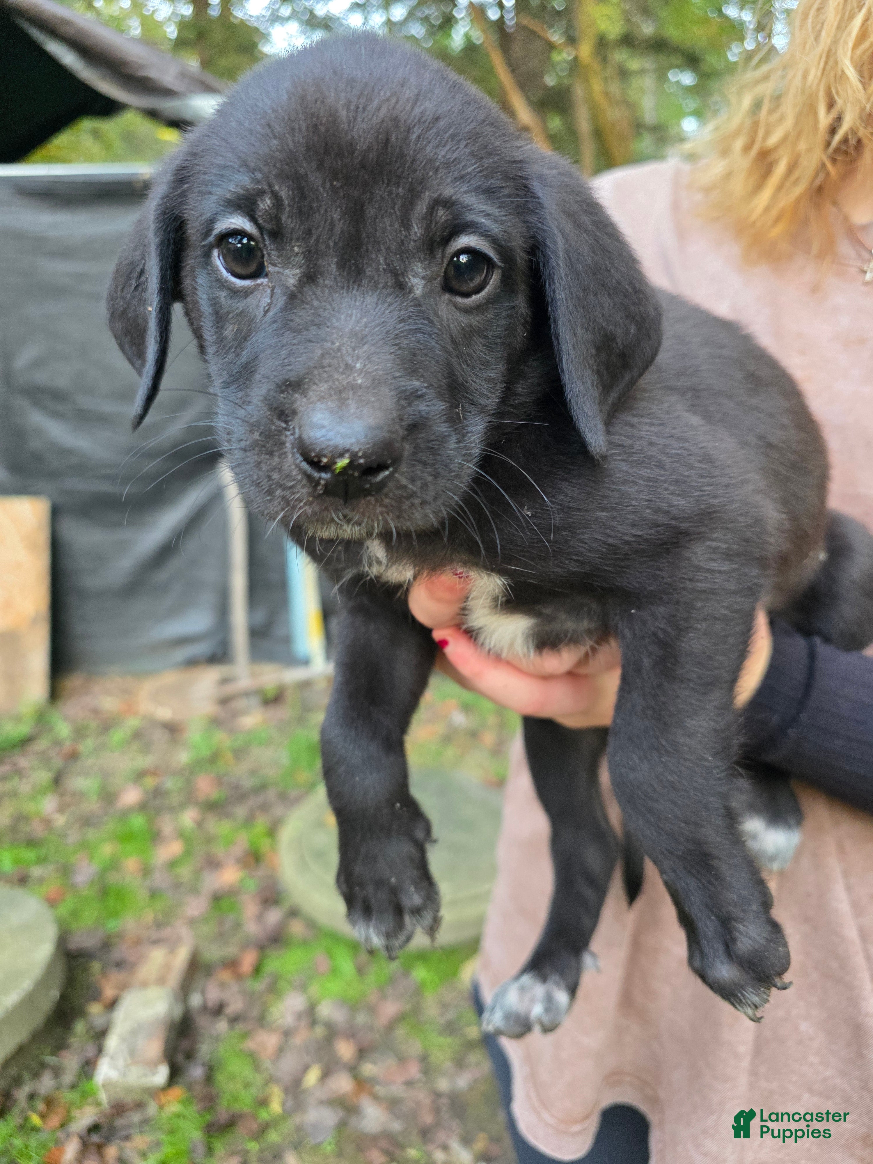 Mixed Breed dogs Mixed Breed 4 - Ad 38