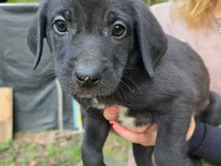Mixed Breed dogs Mixed Breed 4 - Ad 34