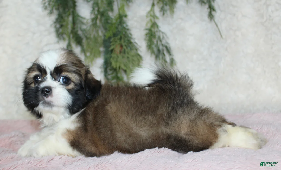 Shih Tzu dogs for sale: Shih Tzu 3 - Ad 4