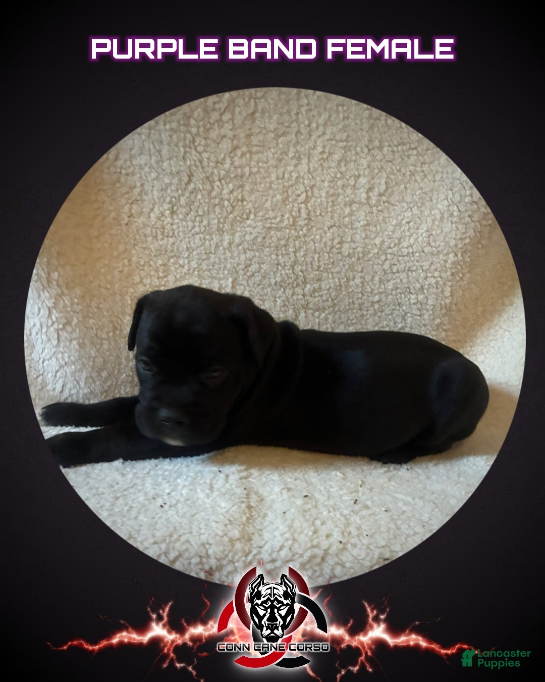 Cane Corso dogs Cane Corso Puppy 10 - Ad 33