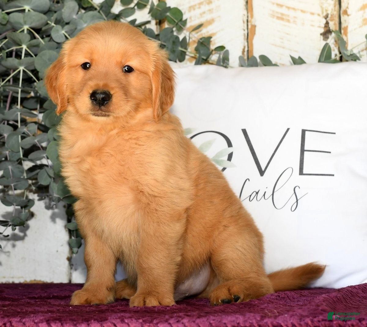 Copper Red Golden Retriever Puppies Types Of Retriever Dogs Types